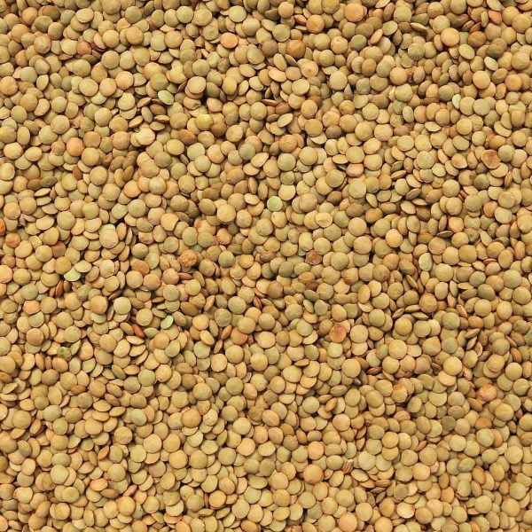 Organic Lentils - Green